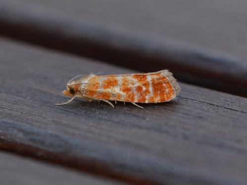 Rhyacionia buoliana